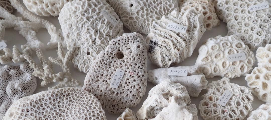 EHEIM フィルター　2217 ホース2本付き高級ろ材サンゴ付き