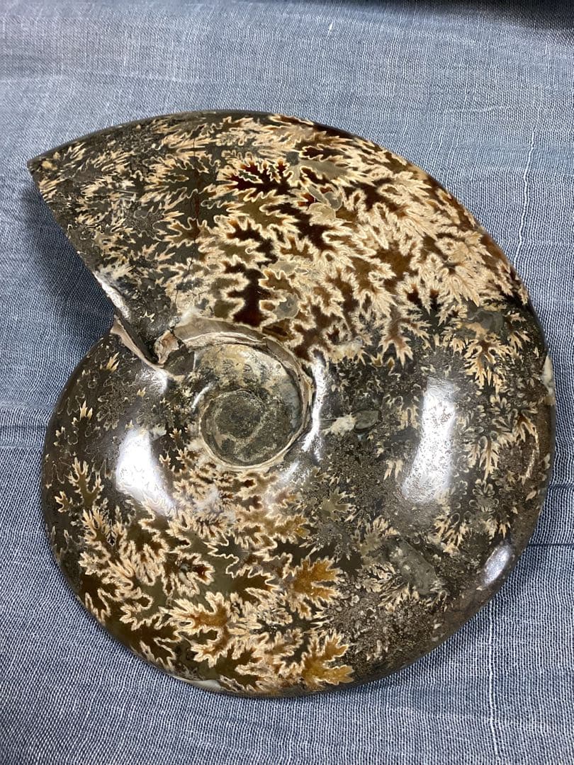 ろ*ず様 アンモナイト　化石　オブジェ　コレクション　置物(大サイズ)