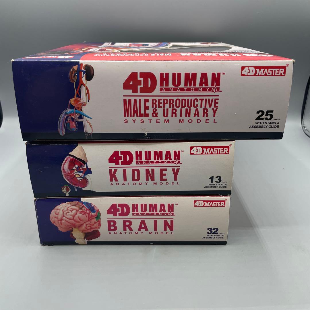 3点セット スカイネット 立体パズル 4D VISION 人体解剖