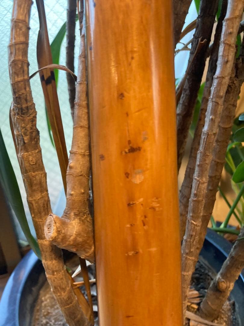 Ayar ビザールギター Teisco製 音出しOK 現状品