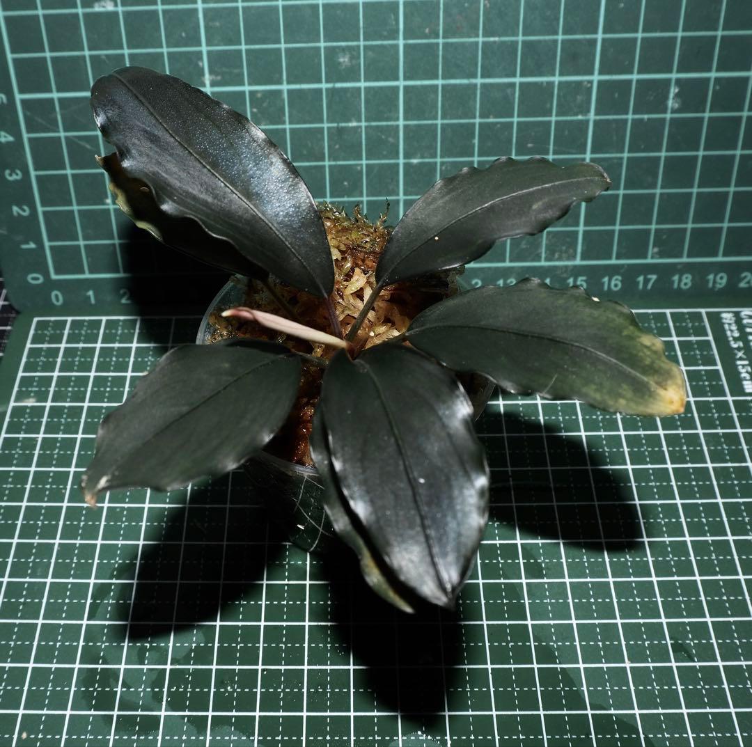 Bucephalandra sp. ”Semadang”TB