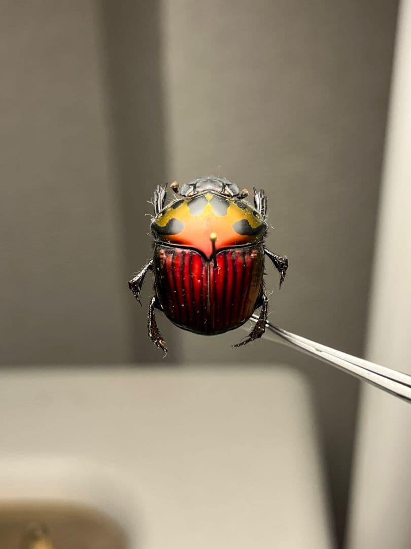 【極美真紅】アカツヤダイコクコガネ フンチュウ糞虫昆虫標本甲虫