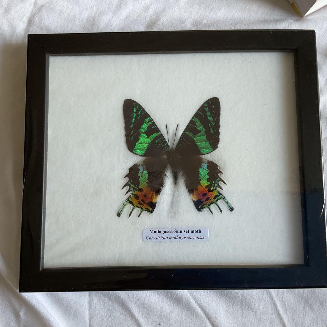 ニシキオオツバメガ 標本　世界で一番美しい鱗翅類