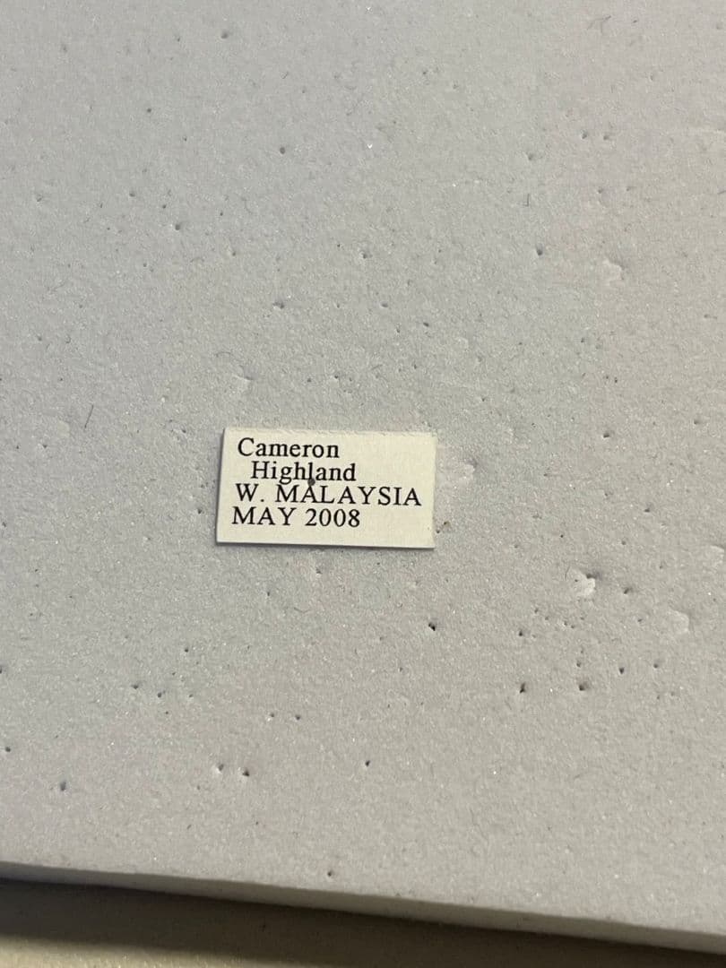 【腿太葉虫最大種】モモブトハムシ 標本　プラチナコガネ タマムシ