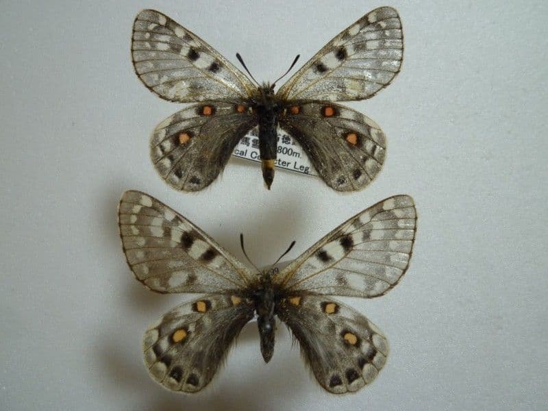 【外国産蝶標本】アッコウスバ♀♂/雲南省.白馬雪山産/♀53mm♂54mm