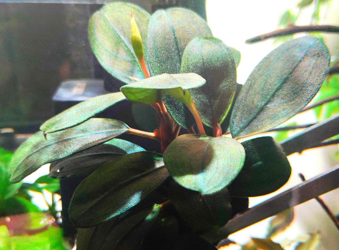 Bucephalandra sp. Black Pearl希少種★美株大株