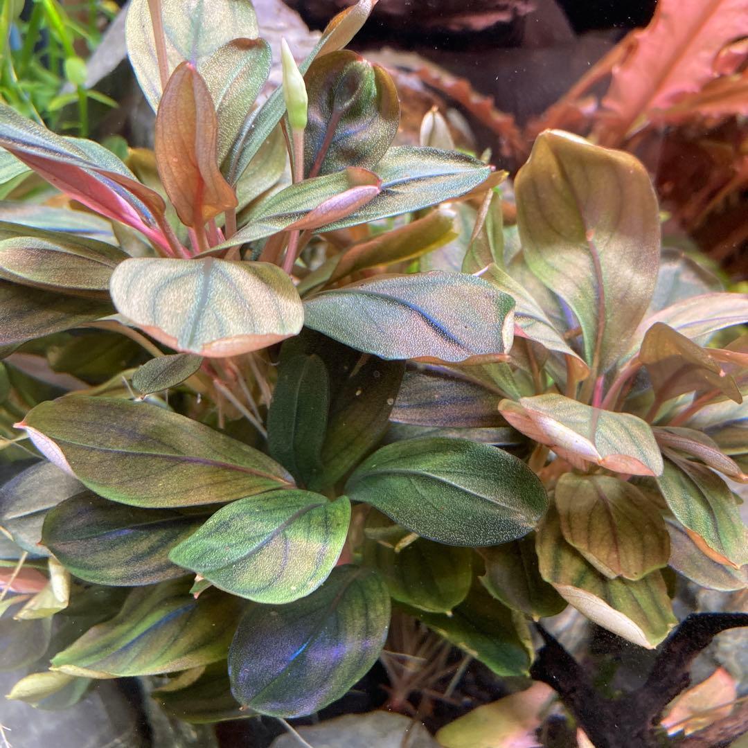 Bucephalandra ブセファランドラ　群生株　水中葉