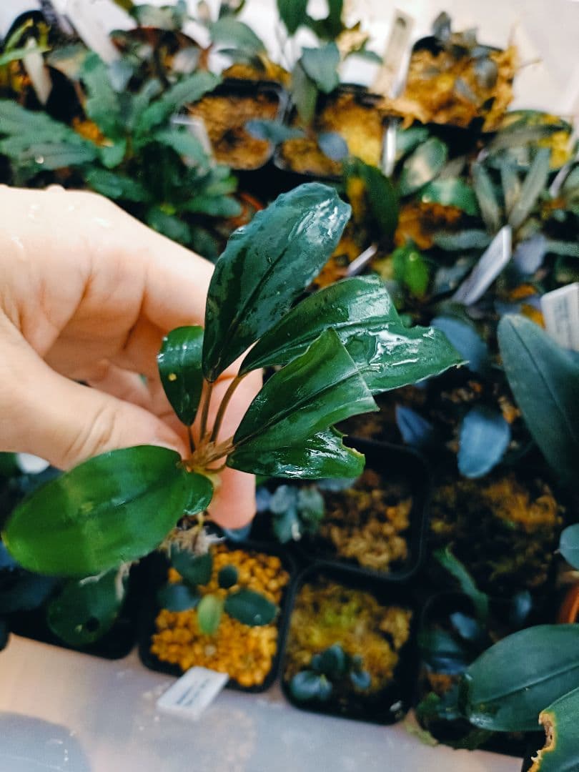 や*代様 ブセファランドラ cf. モトレイアーナ セリアン(チャーム)