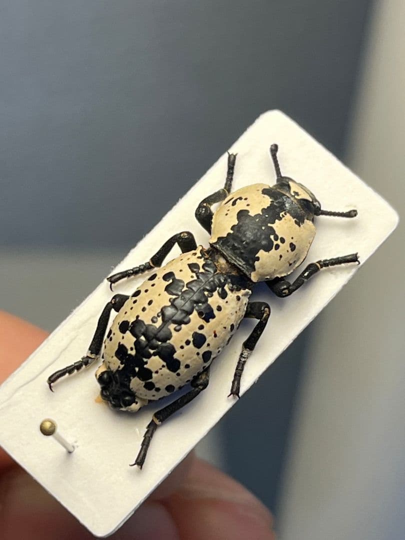 【21mm】シロマダラコブゴミムシダマシ 昆虫標本 Zopherus ゾウムシ