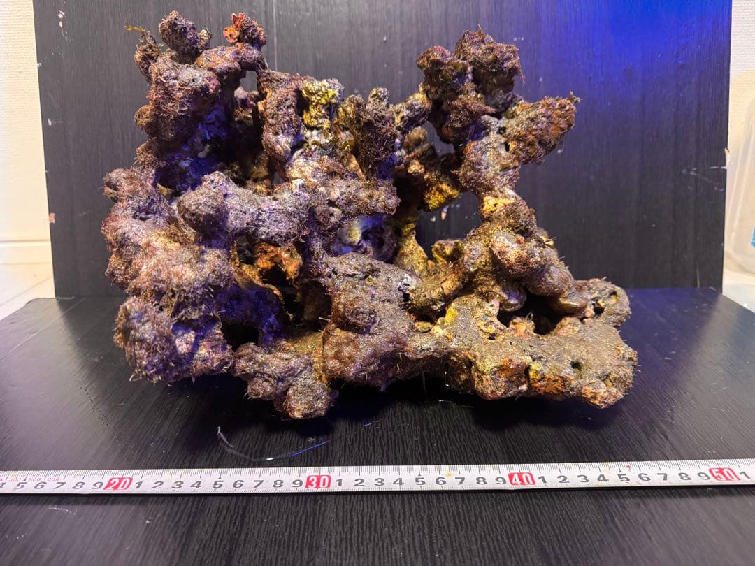 特大 天然ライブロック 1個