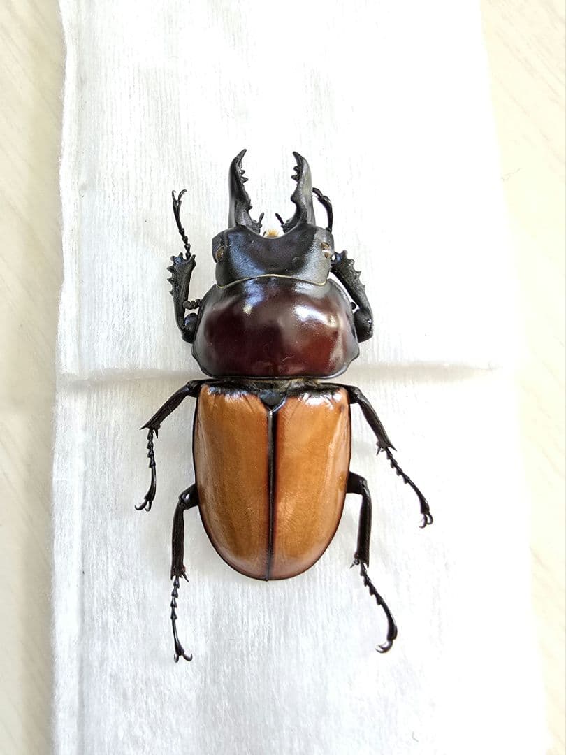 バオンゴクマルバネクワガタ標本