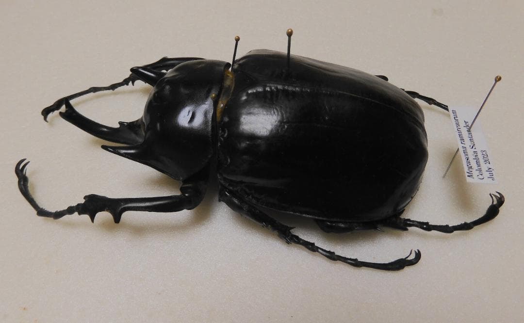 コロンビア産　ラミレスゾウカブト　92mm