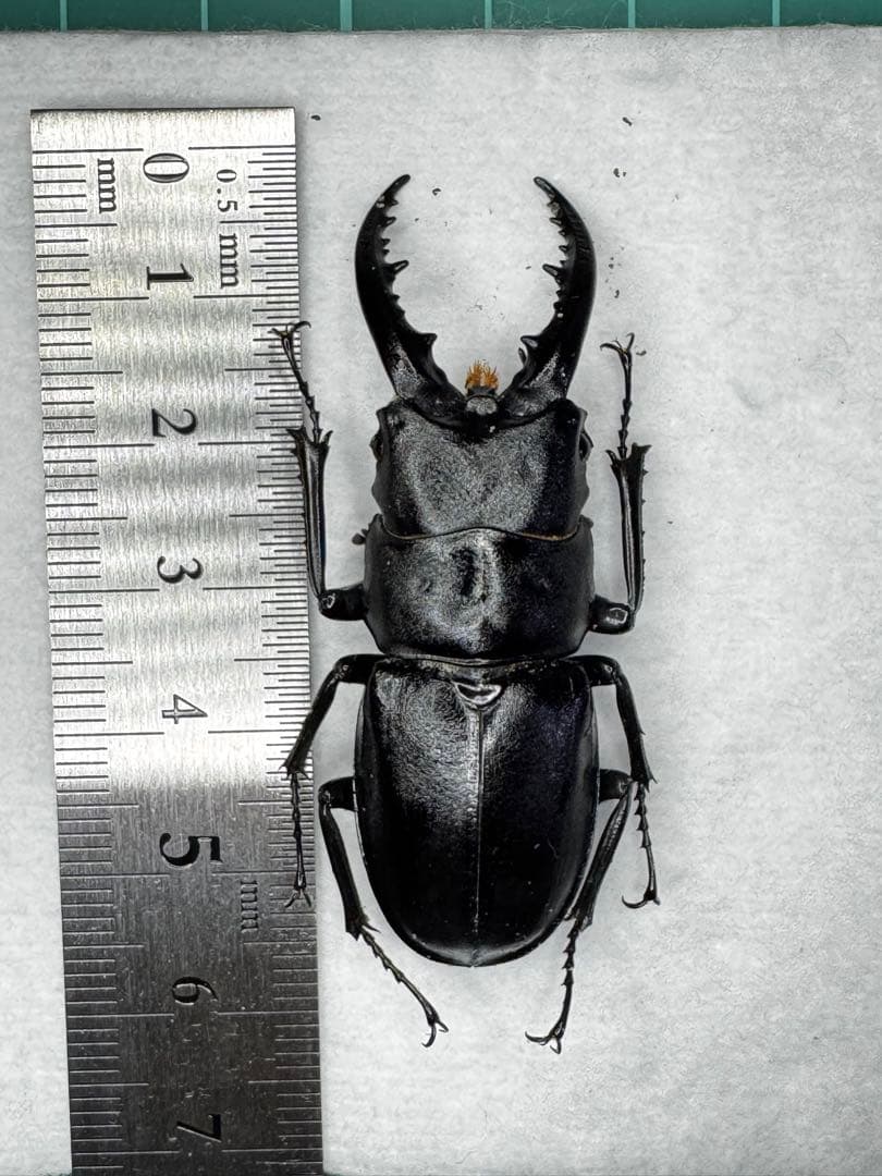 ハチジョウノコギリクワガタ 野外標本