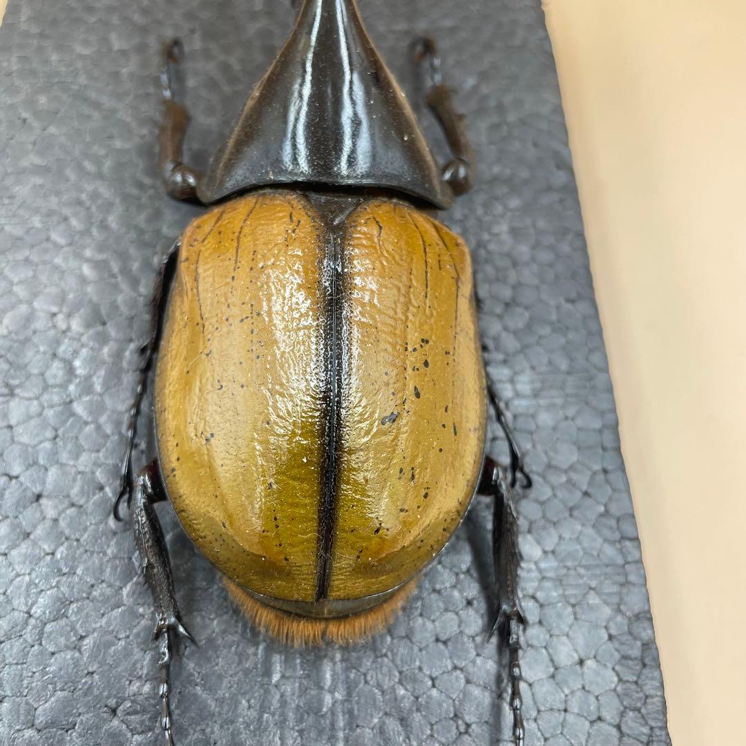 標本　激レア　Dy.ヘラクレス.エクアトリアヌス　綺麗な個体