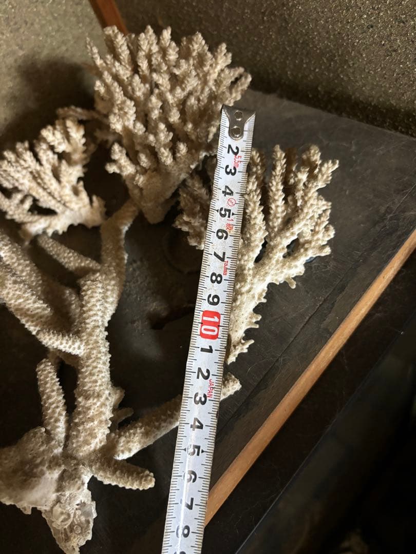 珊瑚　置物　塊1個バラ5個