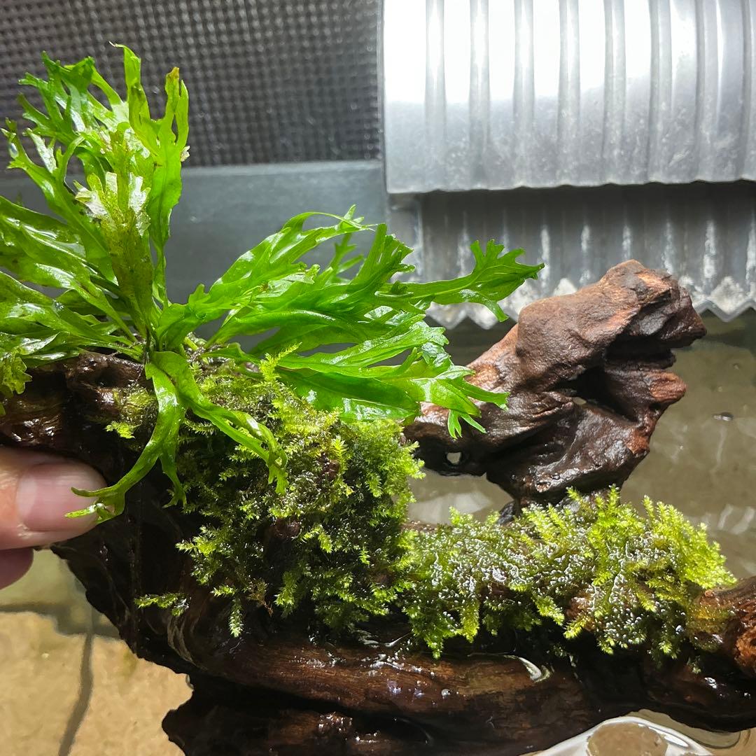 【速達】良型！ジャワモス活着キリンミニ20cmと南米モスミクロ17cm