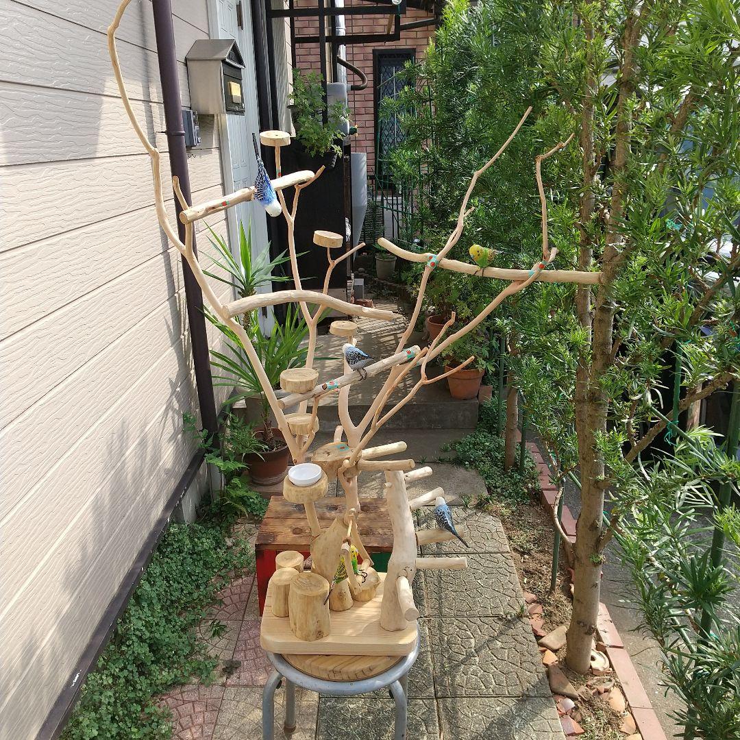 ココア牛乳インコバードアスレチックツリージム楽園シリーズ④