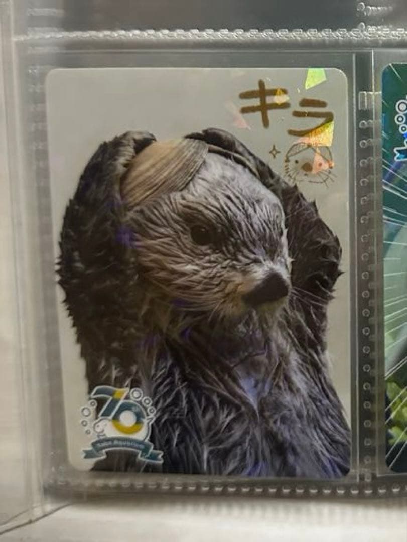 鳥羽水族館 70th コレクションカード レア キラちゃん