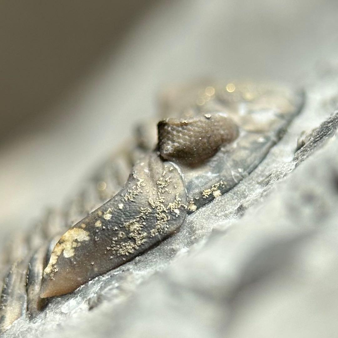 カナダ産 三葉虫 Greenops widderensis