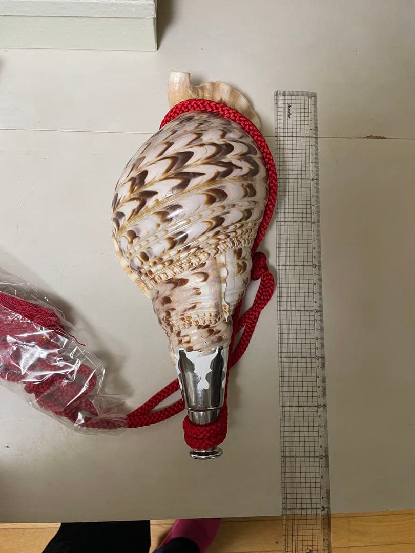 法螺貝①　貝殻　標本