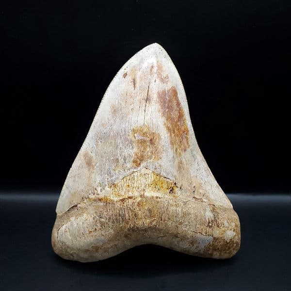 極上 メガロドン 歯 化石 本物 インドネシア 137.08mm mg11