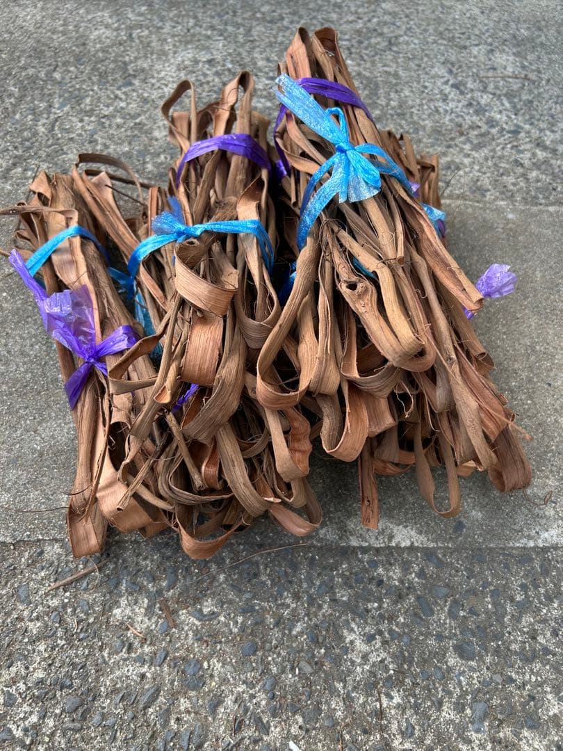 山葡萄蔓　宮城県2025年