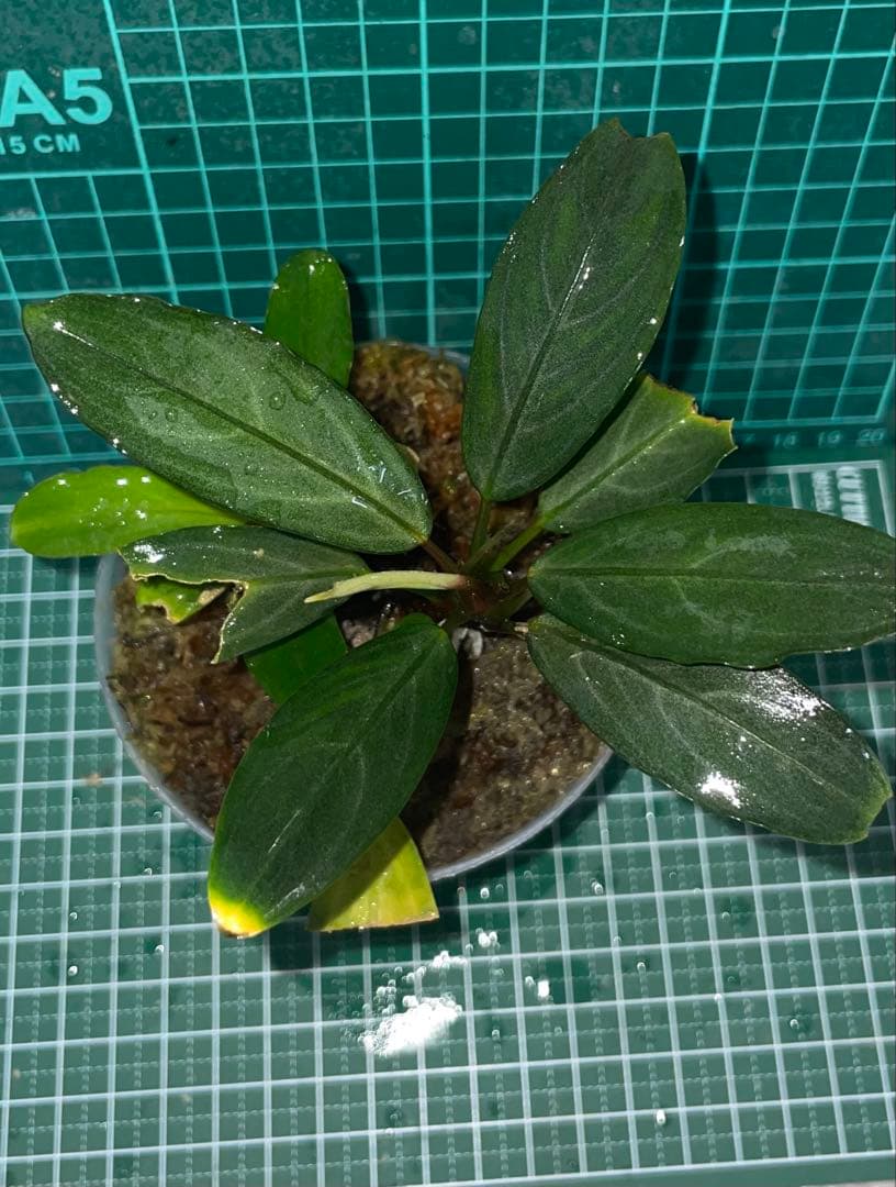 水草 Bucephalandra sp.Pearl gray TB