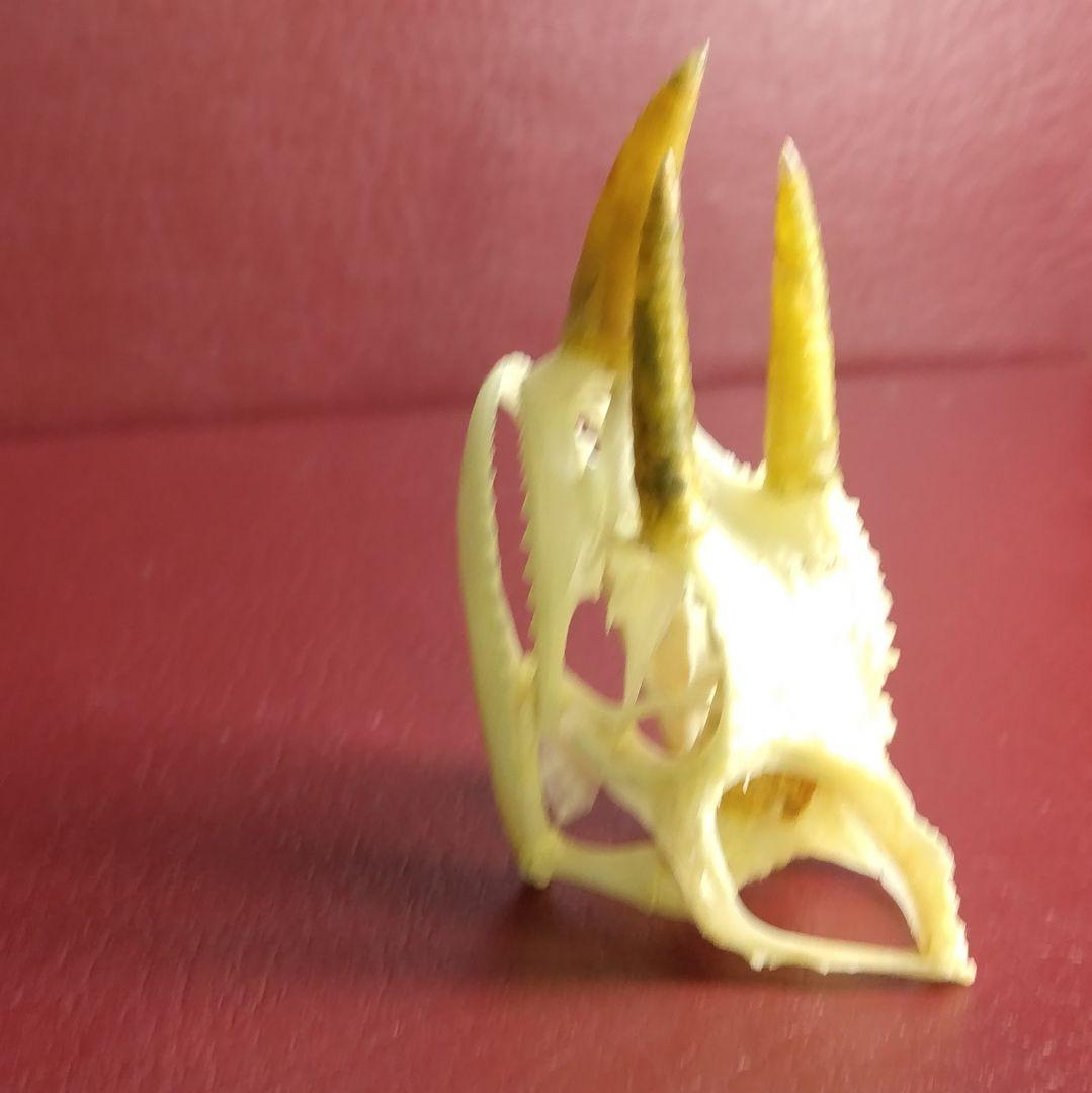 ✔ジャクソン カメレオン 幼体 骨格標本 頭蓋骨 頭骨 標本 インテリア