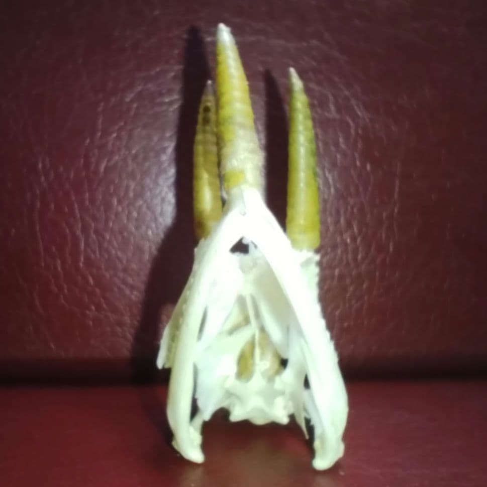 ✔ジャクソン カメレオン 幼体 骨格標本 頭蓋骨 頭骨 標本 インテリア