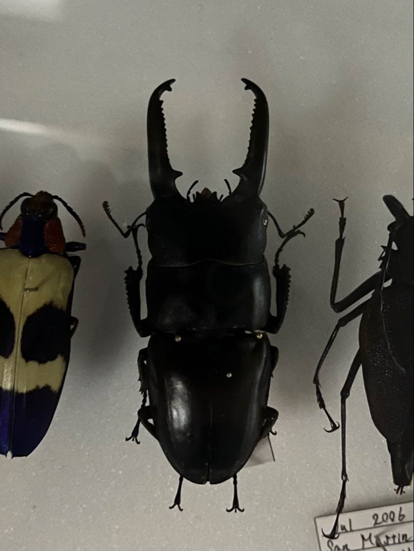 【特大個体】 ツシマヒラタクワガタ ♂約80mm 標本 ツシマヒラタ