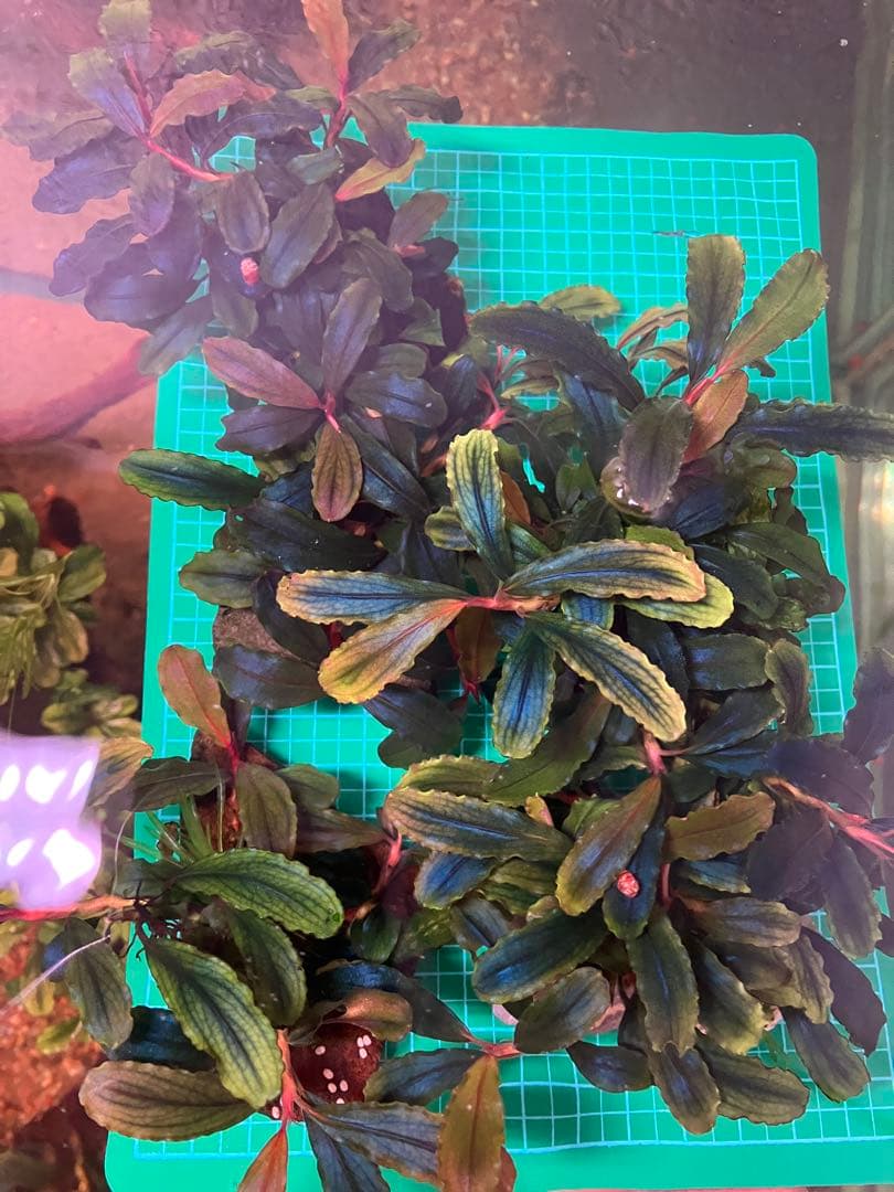 ブセファランドラ レッドスコーピオン