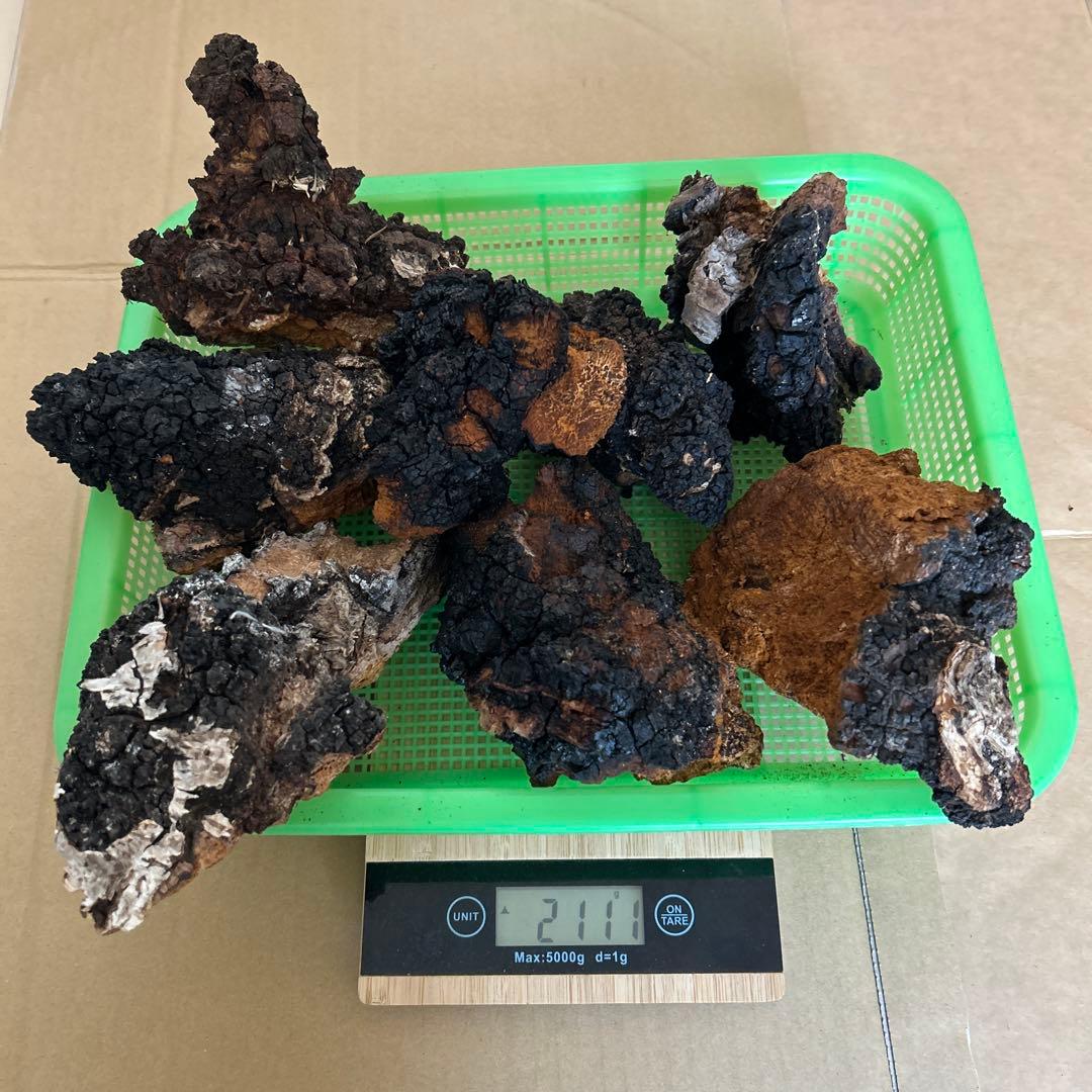 【北海道産】カバノアナタケ　2キロ（B）