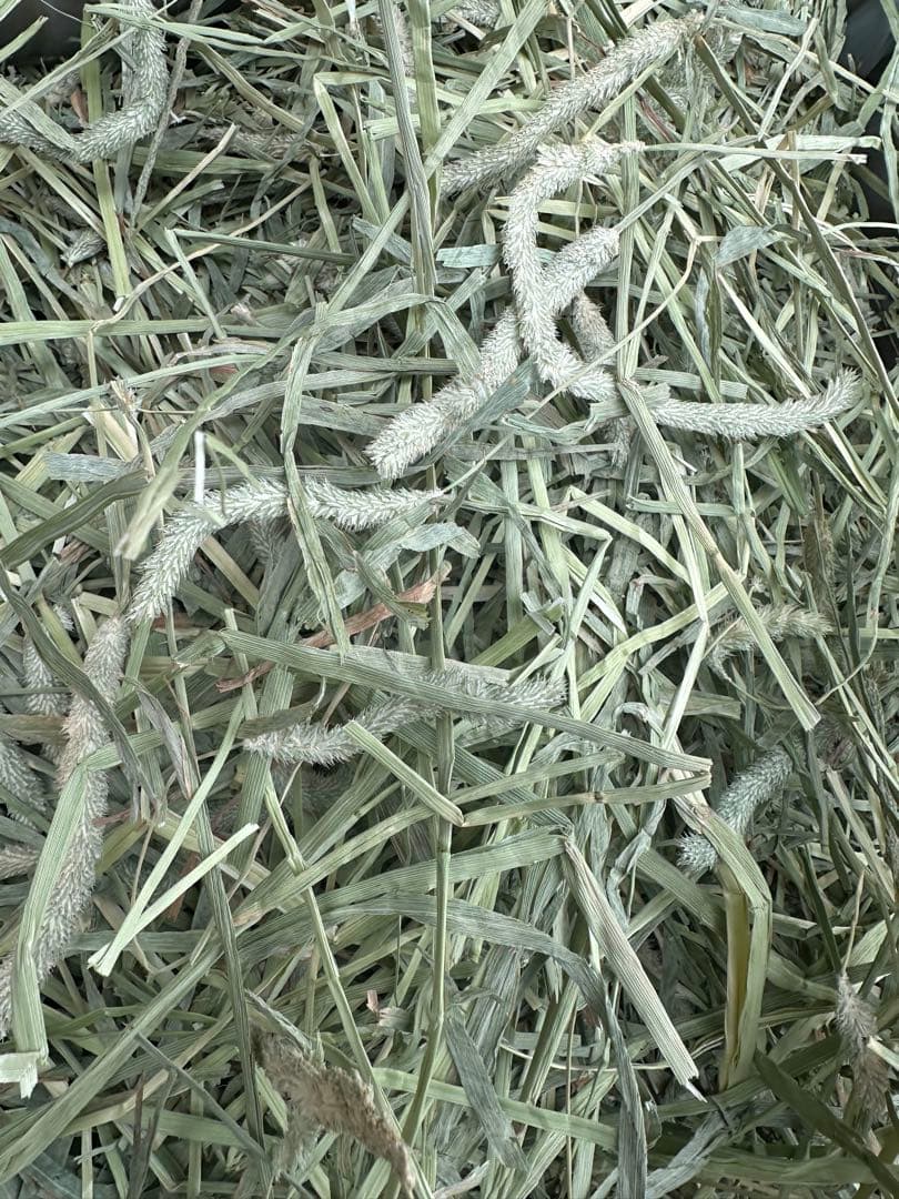 YKC」チモシー22.ヘイキューブ6