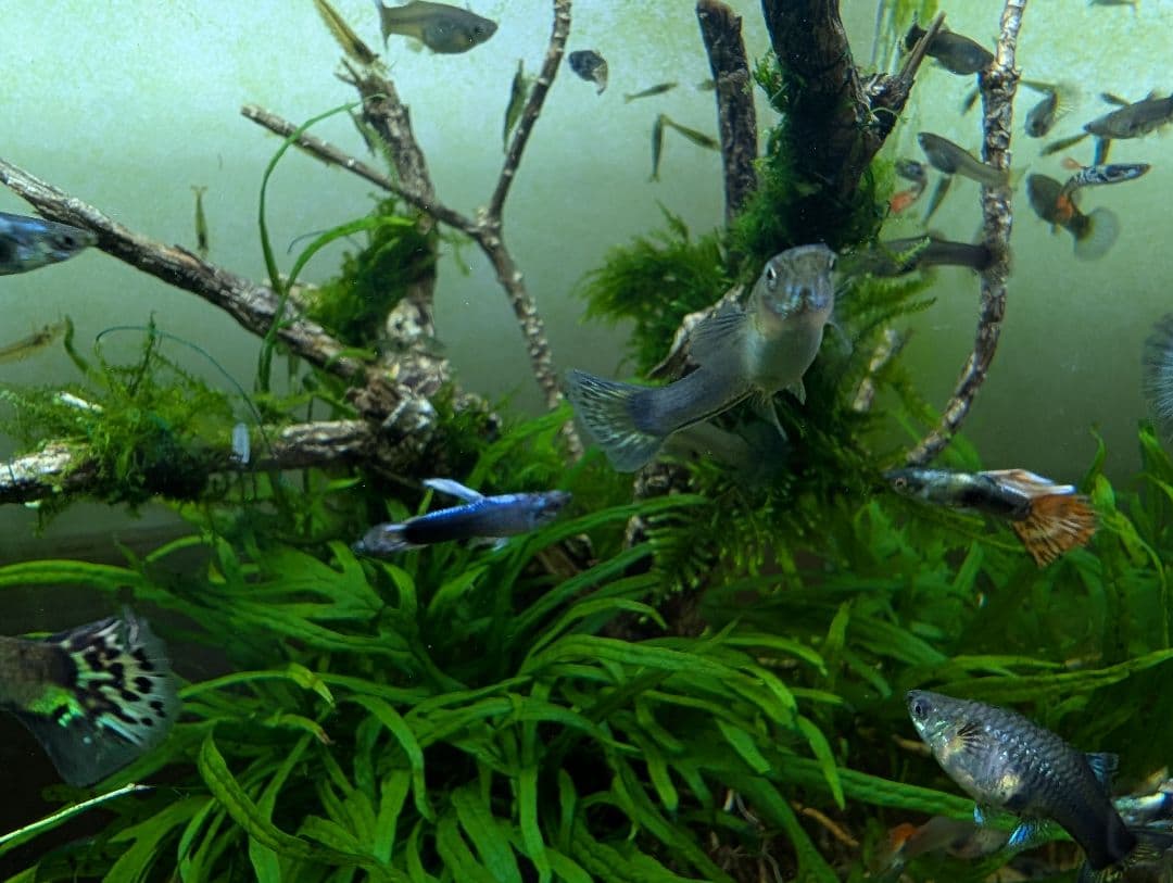 密生ミクロソリウムトライデントリーフ大株200葉以上が自然活着した自家製流木