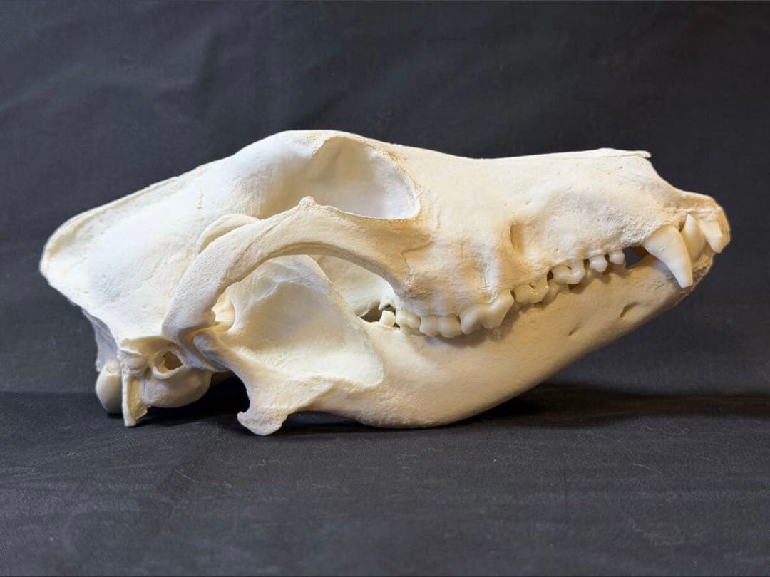 頭骨　ウルフドッグ　頭蓋骨　骨格標本　スカル