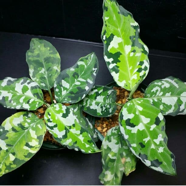 【確認専用Aglaonema pictum Andaman サマート氏、出射氏