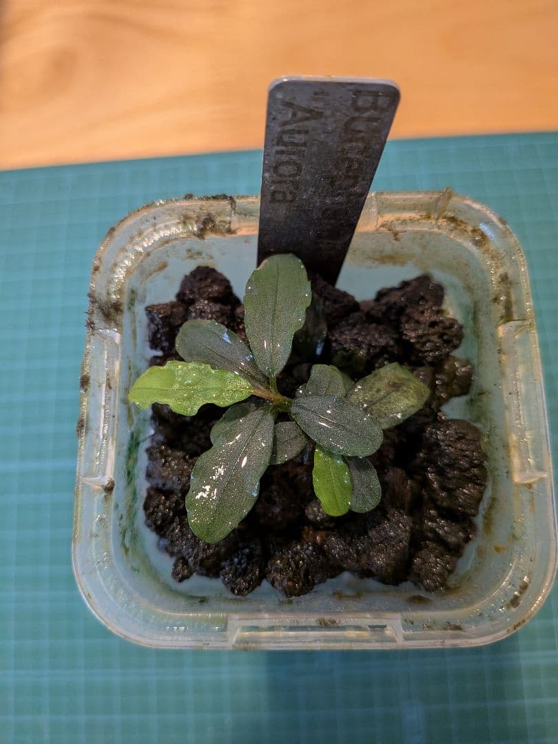 ブセファランドラ　オーロラ　水上葉