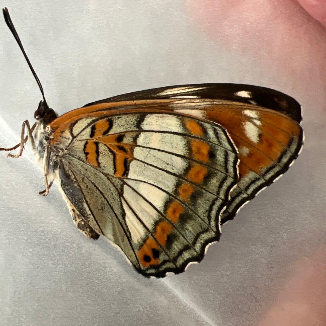 オオイチモンジチョウ　モンゴル産9頭セット