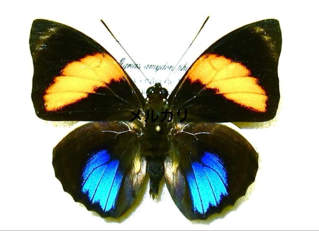 アグリアス・アミドン・フィラテリカ・黄色型 蝶標本 昆虫標本