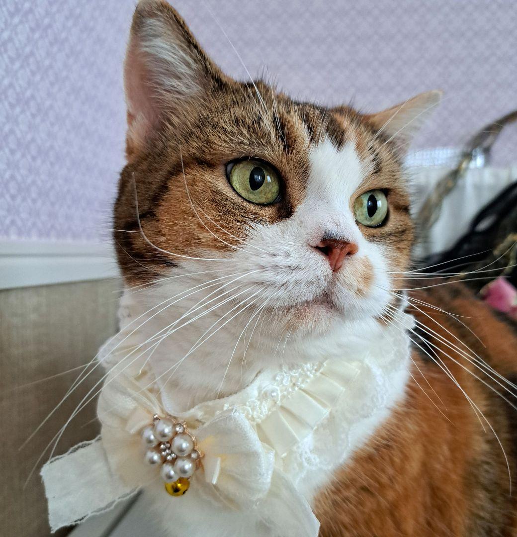 短毛ちゃんにも♥️中世ヨーロッパ風チョーカー(ホワイト②)わんちゃん猫ちゃん用