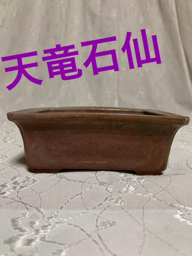 天竜石仙　盆栽鉢