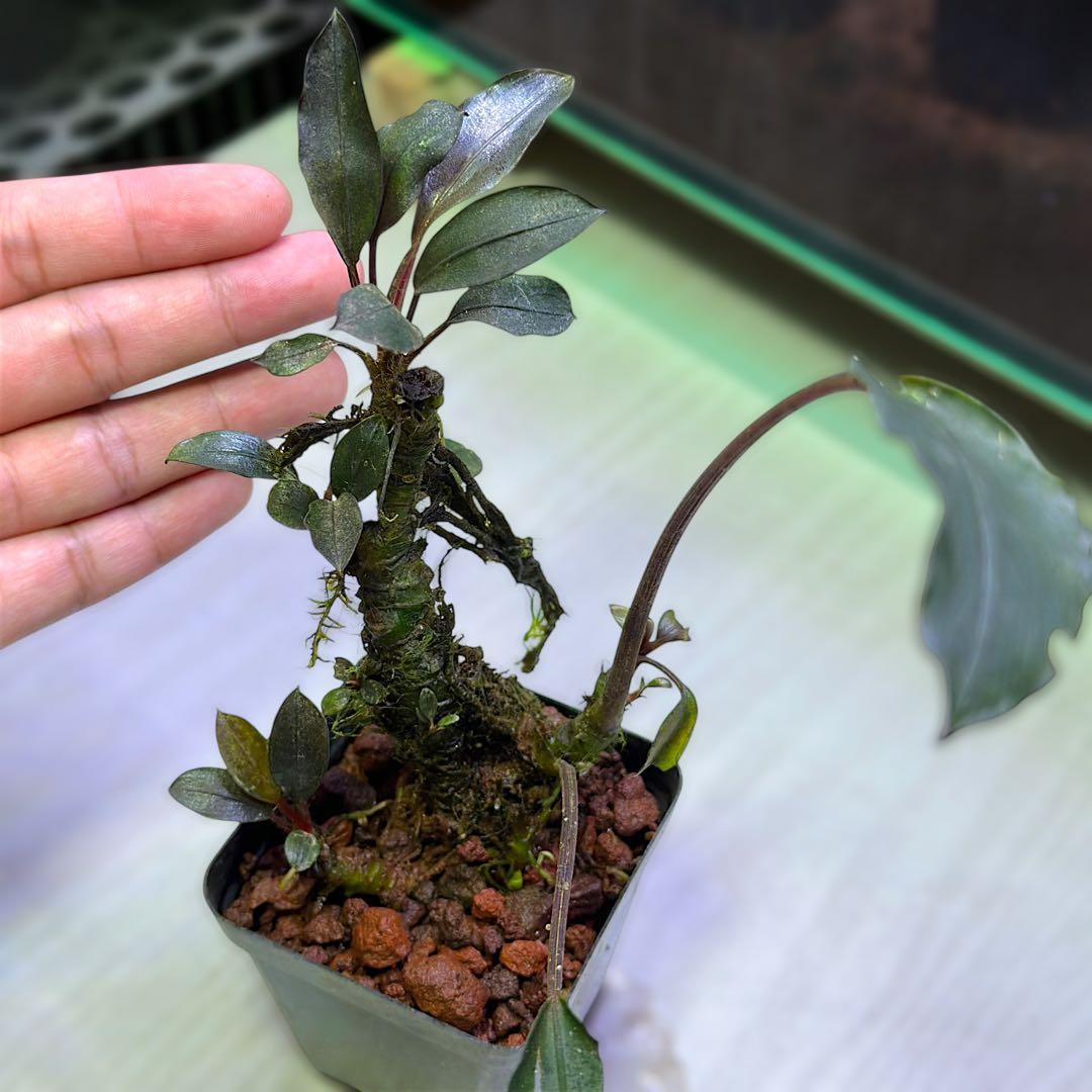 G*k様 ブセファランドラ Motleyana 新芽沢山あり　5株トリム可能