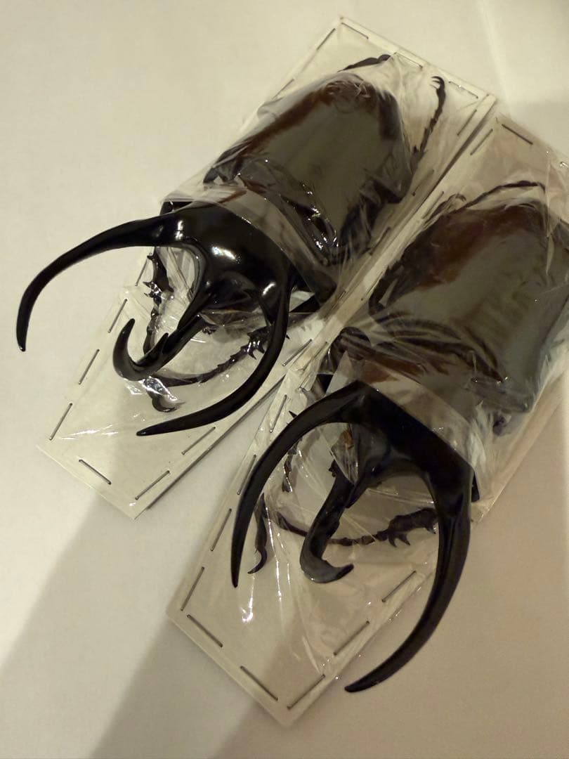 標本　キャメロンハイランド　コーカサスオオカブト　Ｂ品含みます