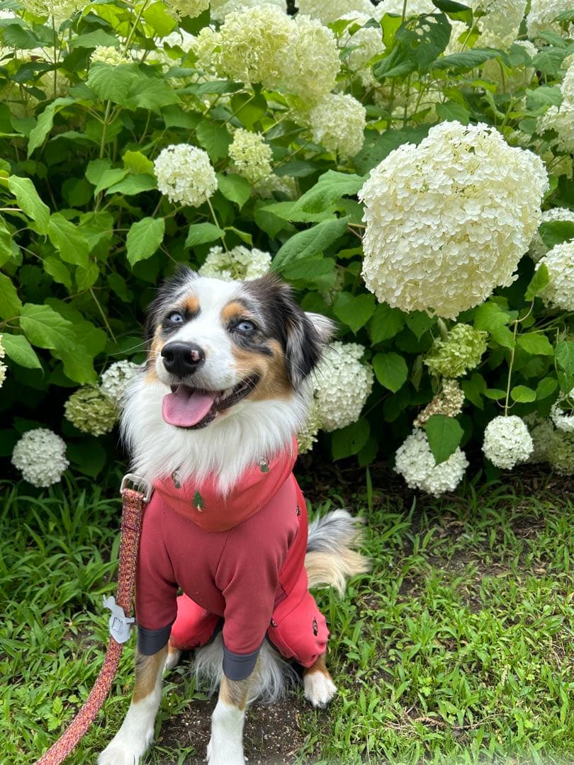 ⭐️コメント用出品⭐️