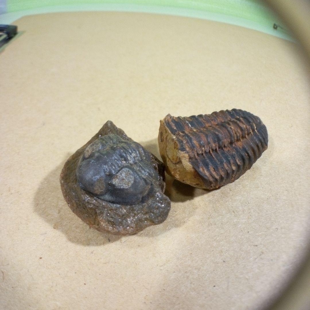 三葉虫　化石　fossil　ボリビア産　レア　Fossil判別⑤