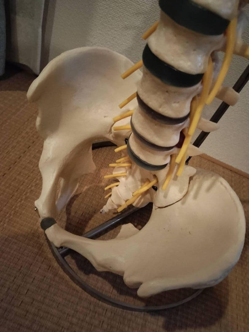 脊柱模型90cm 骨格標本 スタンド付き　人体模型　カイロ　整体　整骨院　鍼灸