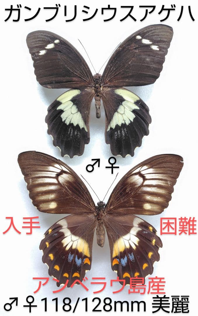 ガンブリシウスアゲハ♂♀ 標本★アンベラウ島産★ 118/128mm 美麗希少産