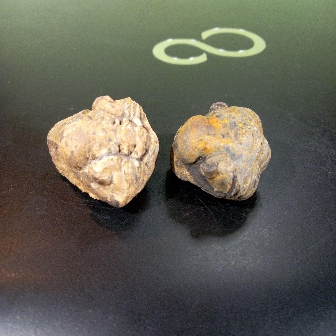 三葉虫　化石　fossil　ボリビア産　レア　Fossil識別⑧　２個セット