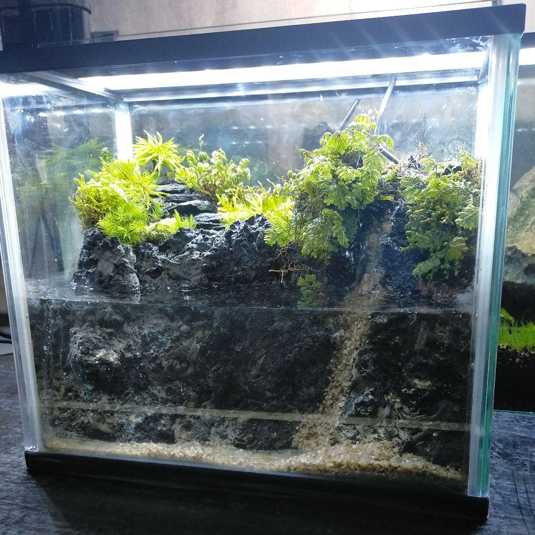 滝の流れるアクアテラリウム　イモリウムきなこもち