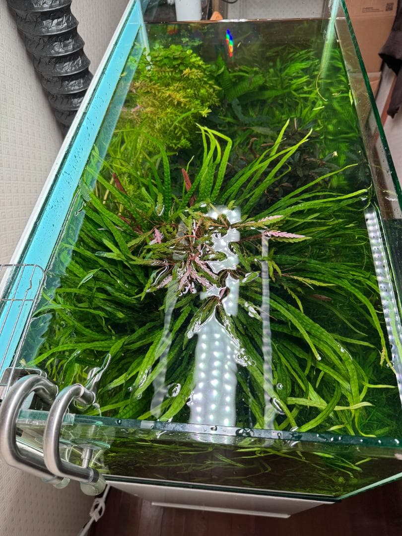 特大株 流木付 ミクロソリウム 本ナローリーフ 写真現物